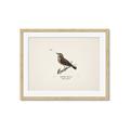 Picture of Wood Lark Bird _GroupedProduct_Rectangle_Landscape_Framed_Matted_