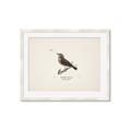 Picture of Wood Lark Bird _GroupedProduct_Rectangle_Landscape_Framed_Matted_