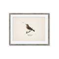 Picture of Wood Lark Bird _GroupedProduct_Rectangle_Landscape_Framed_Matted_