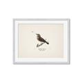 Picture of Wood Lark Bird _GroupedProduct_Rectangle_Landscape_Framed_Matted_