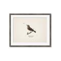 Picture of Wood Lark Bird _GroupedProduct_Rectangle_Landscape_Framed_Matted_