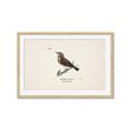 Picture of Wood Lark Bird _GroupedProduct_Rectangle_Landscape_Framed_Matted_