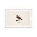 Picture of Wood Lark Bird _GroupedProduct_Rectangle_Landscape_Framed_Matted_