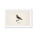 Picture of Wood Lark Bird _GroupedProduct_Rectangle_Landscape_Framed_Matted_