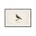 Picture of Wood Lark Bird _GroupedProduct_Rectangle_Landscape_Framed_Matted_