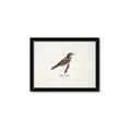 Picture of Turdus _GroupedProduct_Rectangle_Landscape_Framed_Matted_