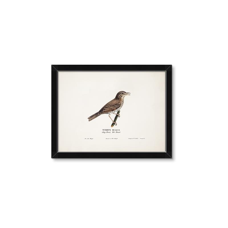 Picture of Turdus _GroupedProduct_Rectangle_Landscape_Framed_Matted_