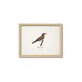 Picture of Turdus _GroupedProduct_Rectangle_Landscape_Framed_Matted_