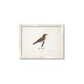 Picture of Turdus _GroupedProduct_Rectangle_Landscape_Framed_Matted_