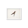 Picture of Turdus _GroupedProduct_Rectangle_Landscape_Framed_Matted_