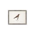 Picture of Turdus _GroupedProduct_Rectangle_Landscape_Framed_Matted_