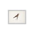Picture of Turdus _GroupedProduct_Rectangle_Landscape_Framed_Matted_