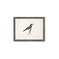 Picture of Turdus _GroupedProduct_Rectangle_Landscape_Framed_Matted_