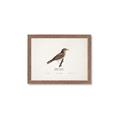 Picture of Turdus _GroupedProduct_Rectangle_Landscape_Framed_Matted_