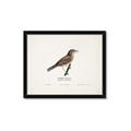 Picture of Turdus _GroupedProduct_Rectangle_Landscape_Framed_Matted_