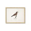 Picture of Turdus _GroupedProduct_Rectangle_Landscape_Framed_Matted_
