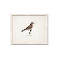 Picture of Turdus _GroupedProduct_Rectangle_Landscape_Framed_Matted_