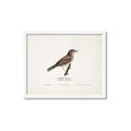 Picture of Turdus _GroupedProduct_Rectangle_Landscape_Framed_Matted_