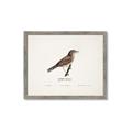 Picture of Turdus _GroupedProduct_Rectangle_Landscape_Framed_Matted_