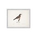 Picture of Turdus _GroupedProduct_Rectangle_Landscape_Framed_Matted_