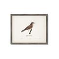Picture of Turdus _GroupedProduct_Rectangle_Landscape_Framed_Matted_