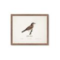Picture of Turdus _GroupedProduct_Rectangle_Landscape_Framed_Matted_