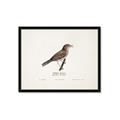 Picture of Turdus _GroupedProduct_Rectangle_Landscape_Framed_Matted_