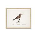 Picture of Turdus _GroupedProduct_Rectangle_Landscape_Framed_Matted_