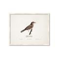 Picture of Turdus _GroupedProduct_Rectangle_Landscape_Framed_Matted_
