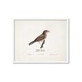 Picture of Turdus _GroupedProduct_Rectangle_Landscape_Framed_Matted_