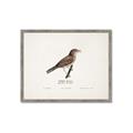 Picture of Turdus _GroupedProduct_Rectangle_Landscape_Framed_Matted_