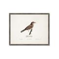 Picture of Turdus _GroupedProduct_Rectangle_Landscape_Framed_Matted_