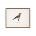 Picture of Turdus _GroupedProduct_Rectangle_Landscape_Framed_Matted_