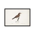 Picture of Turdus _GroupedProduct_Rectangle_Landscape_Framed_Matted_