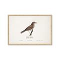 Picture of Turdus _GroupedProduct_Rectangle_Landscape_Framed_Matted_