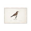 Picture of Turdus _GroupedProduct_Rectangle_Landscape_Framed_Matted_