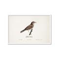 Picture of Turdus _GroupedProduct_Rectangle_Landscape_Framed_Matted_