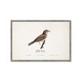 Picture of Turdus _GroupedProduct_Rectangle_Landscape_Framed_Matted_
