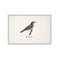 Picture of Turdus _GroupedProduct_Rectangle_Landscape_Framed_Matted_