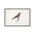 Picture of Turdus _GroupedProduct_Rectangle_Landscape_Framed_Matted_