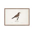 Picture of Turdus _GroupedProduct_Rectangle_Landscape_Framed_Matted_
