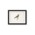 Picture of Turdus _GroupedProduct_Rectangle_Landscape_Framed_Matted_
