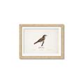 Picture of Turdus _GroupedProduct_Rectangle_Landscape_Framed_Matted_