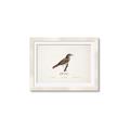 Picture of Turdus _GroupedProduct_Rectangle_Landscape_Framed_Matted_