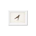 Picture of Turdus _GroupedProduct_Rectangle_Landscape_Framed_Matted_