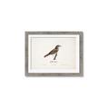Picture of Turdus _GroupedProduct_Rectangle_Landscape_Framed_Matted_
