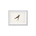 Picture of Turdus _GroupedProduct_Rectangle_Landscape_Framed_Matted_