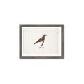 Picture of Turdus _GroupedProduct_Rectangle_Landscape_Framed_Matted_