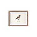 Picture of Turdus _GroupedProduct_Rectangle_Landscape_Framed_Matted_