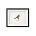 Picture of Turdus _GroupedProduct_Rectangle_Landscape_Framed_Matted_